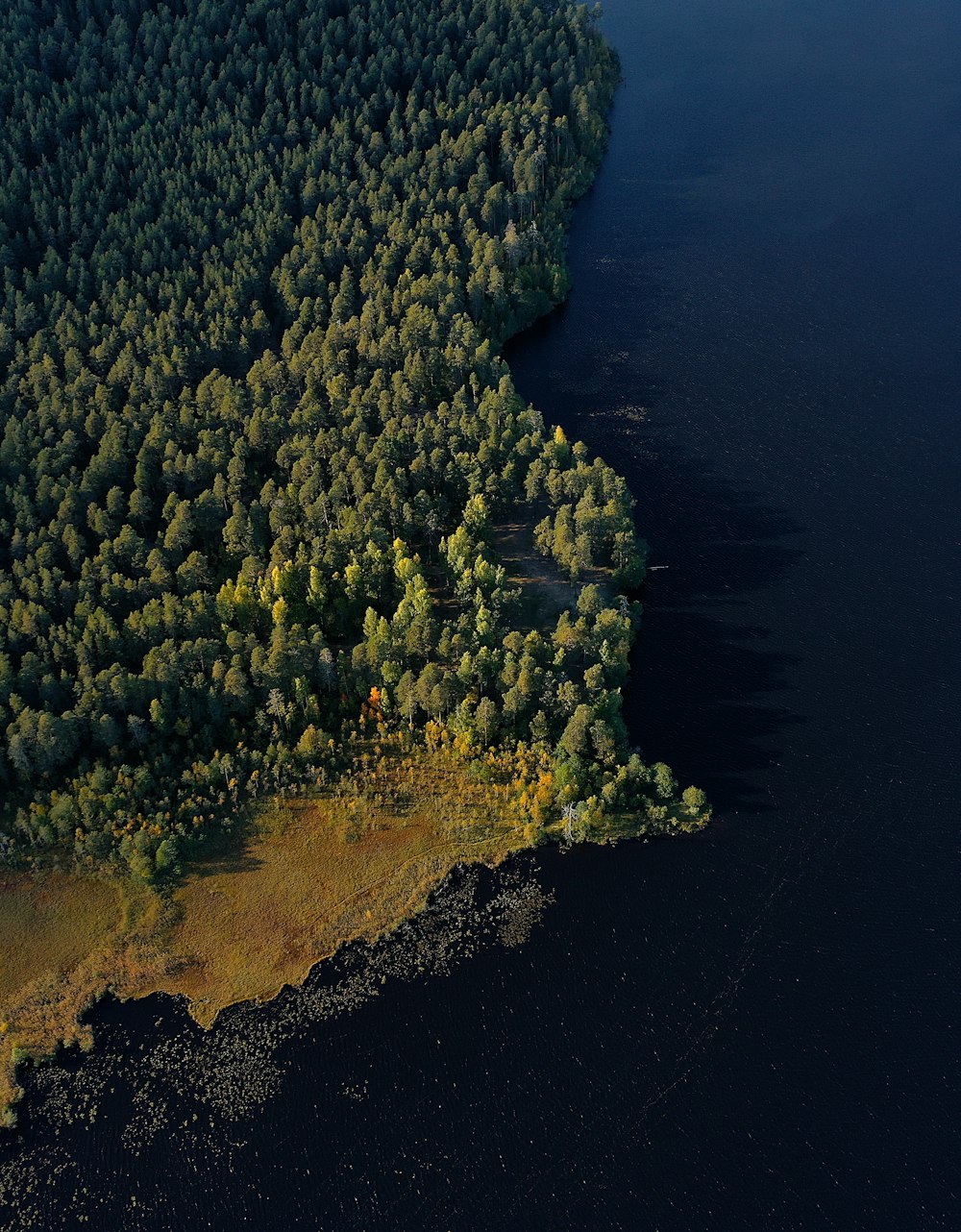 a large group of trees