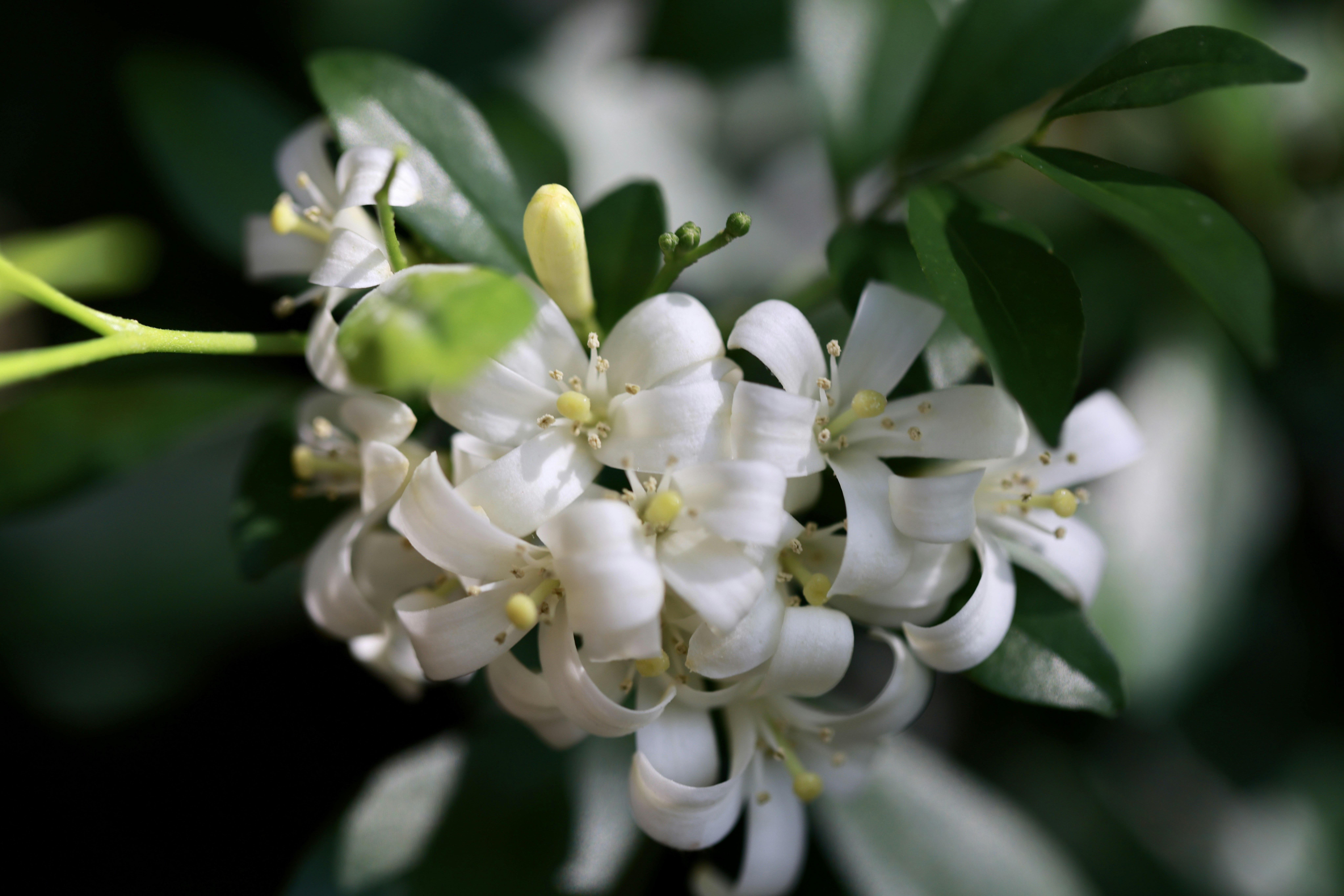 Photo by dickenslin76