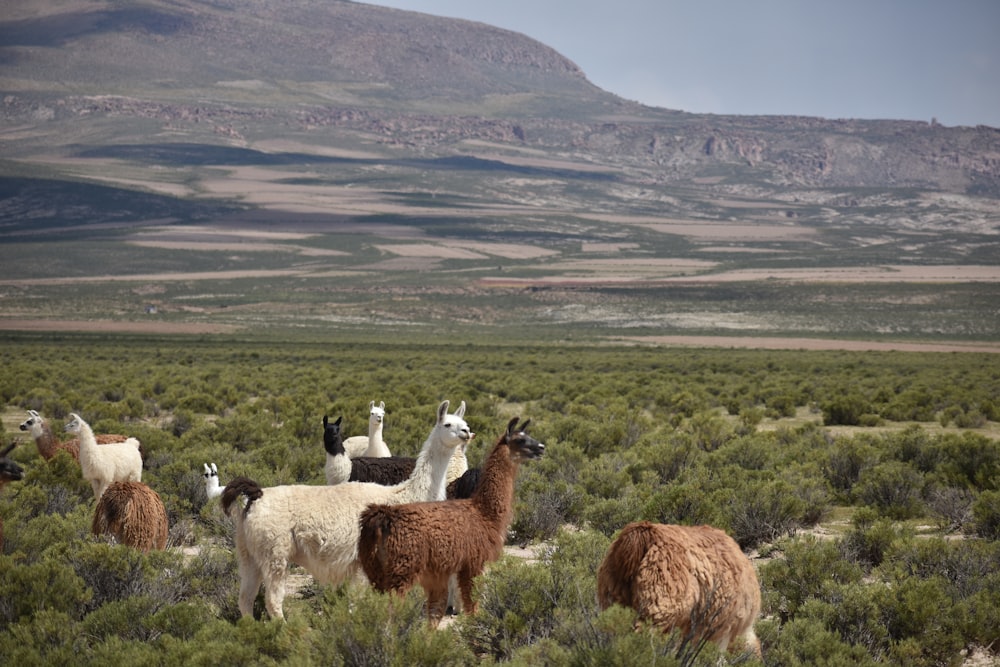 Eine Gruppe von Lamas auf einem Feld