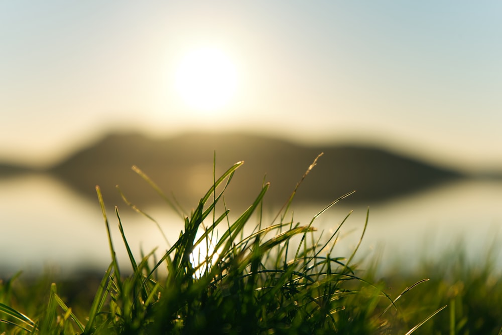 a close up of grass