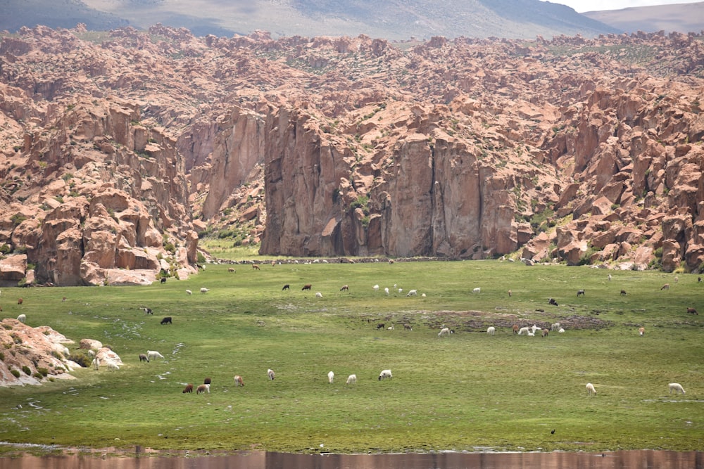 a group of sheep grazing in a field