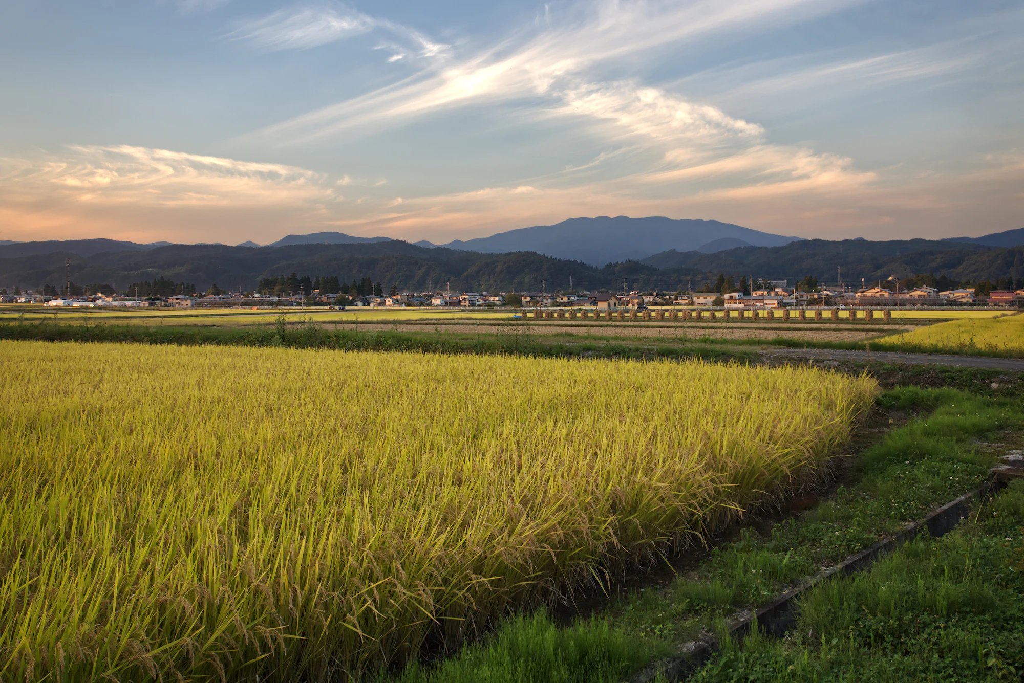 収穫前の山形の田園風景
