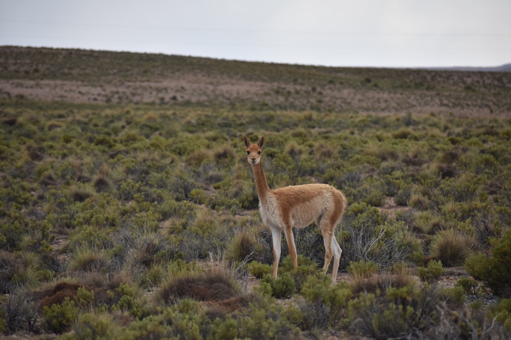 a deer in a field