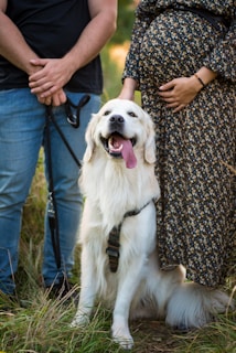 a dog sitting on grass with people standing around