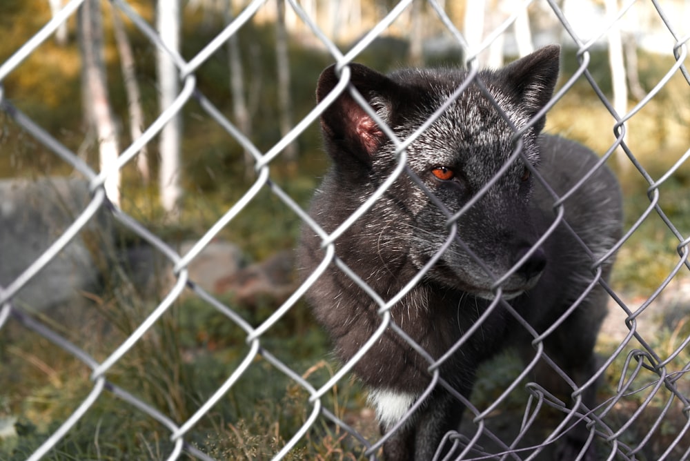 a dog behind a fence