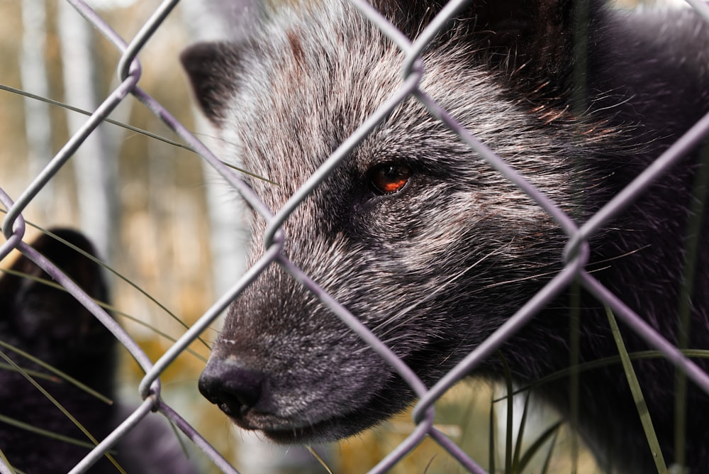 a raccoon in a cage