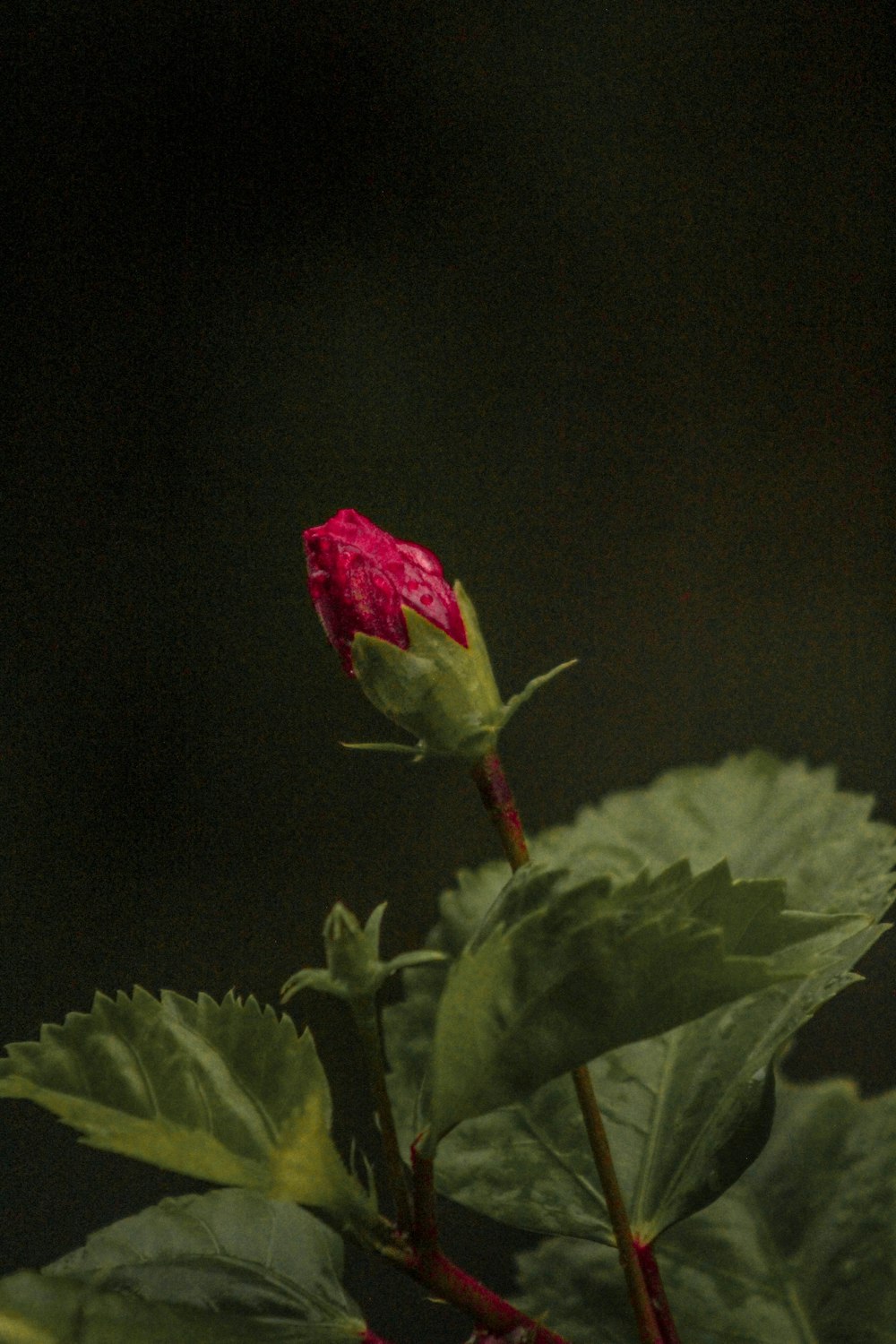 a rose with leaves