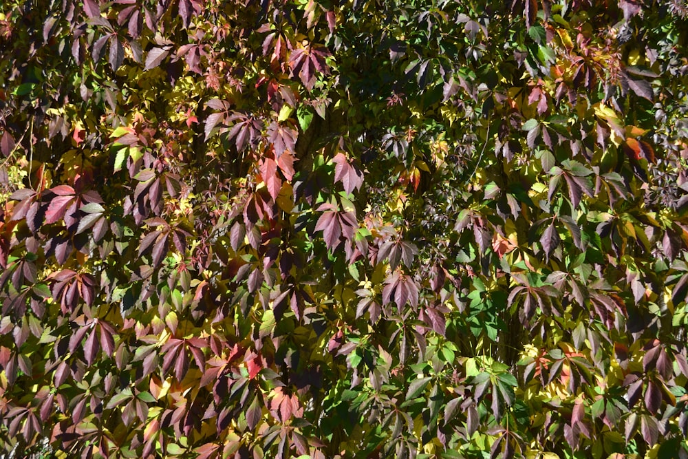 a close up of some leaves