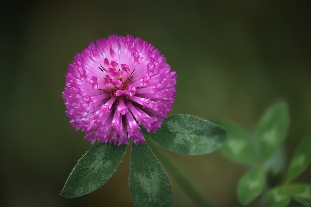 a purple flower with green leaves