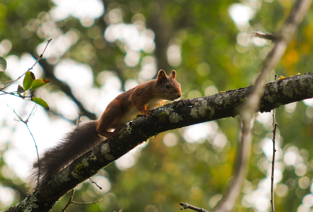 a squirrel on a tree branch