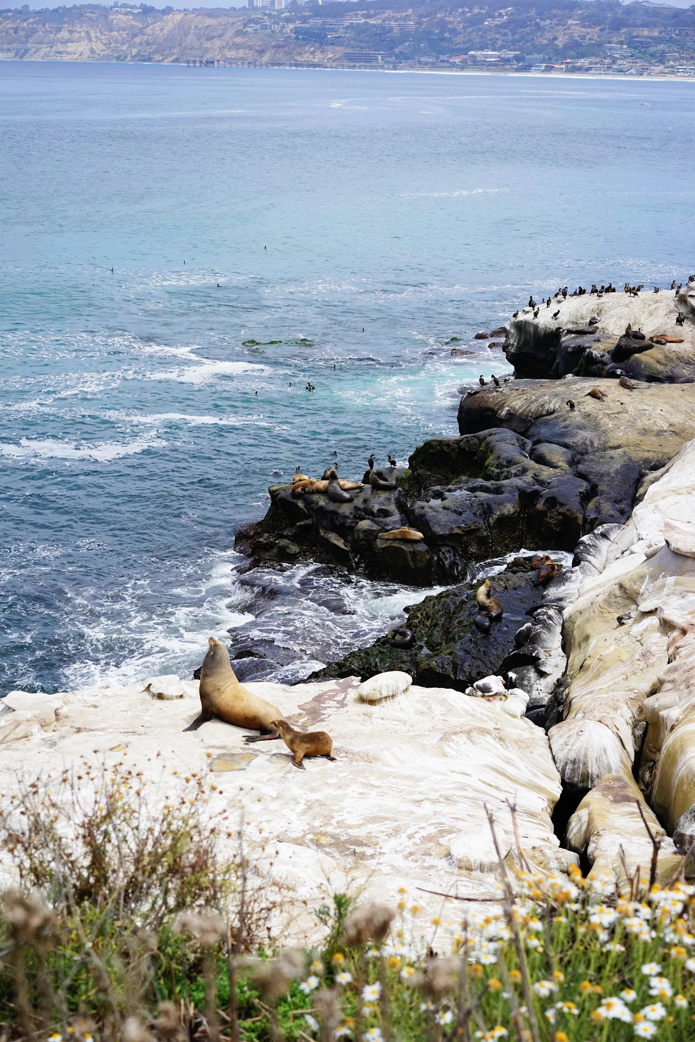 Neighborhood Spotlight: La Jolla's Coastline and Character