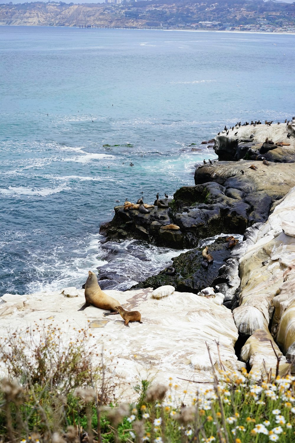 a group of seagulls on a rocky shore