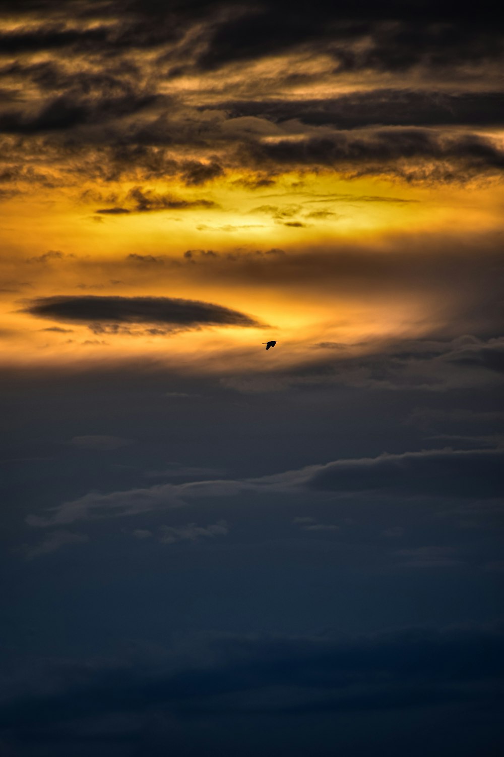 a bird flying in the sky