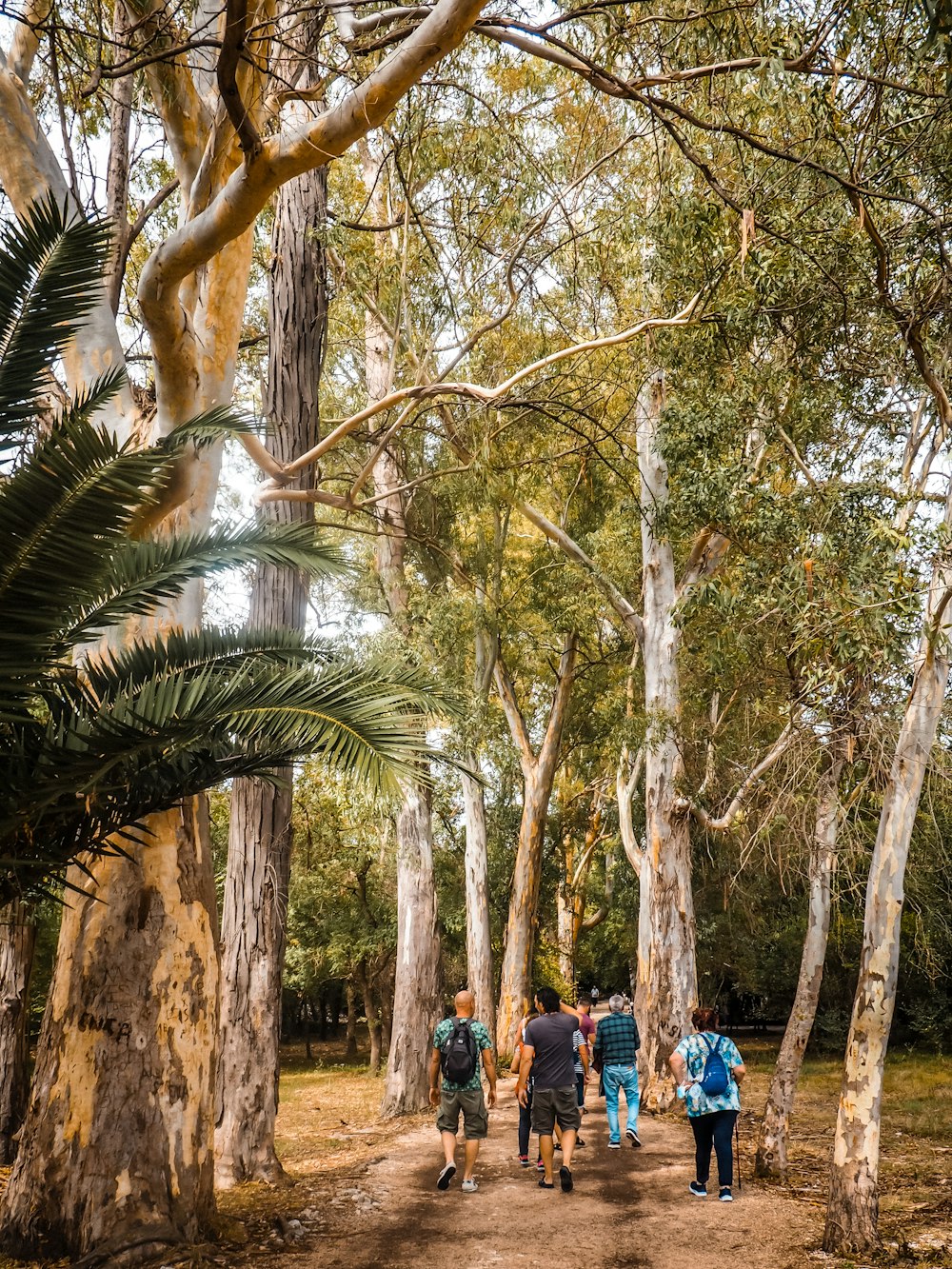 a group of people walking through a forest