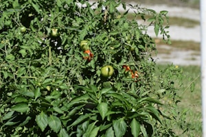 Ruby Tomatoes