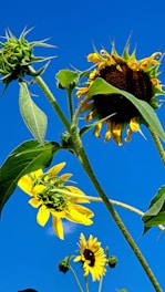 A summer landscape print featuring sunflowers and a blue sky.