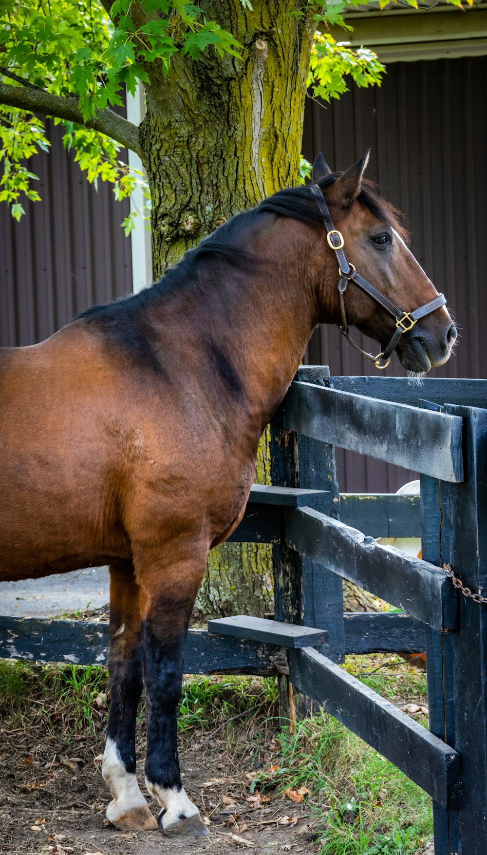 a horse standing next to a fence