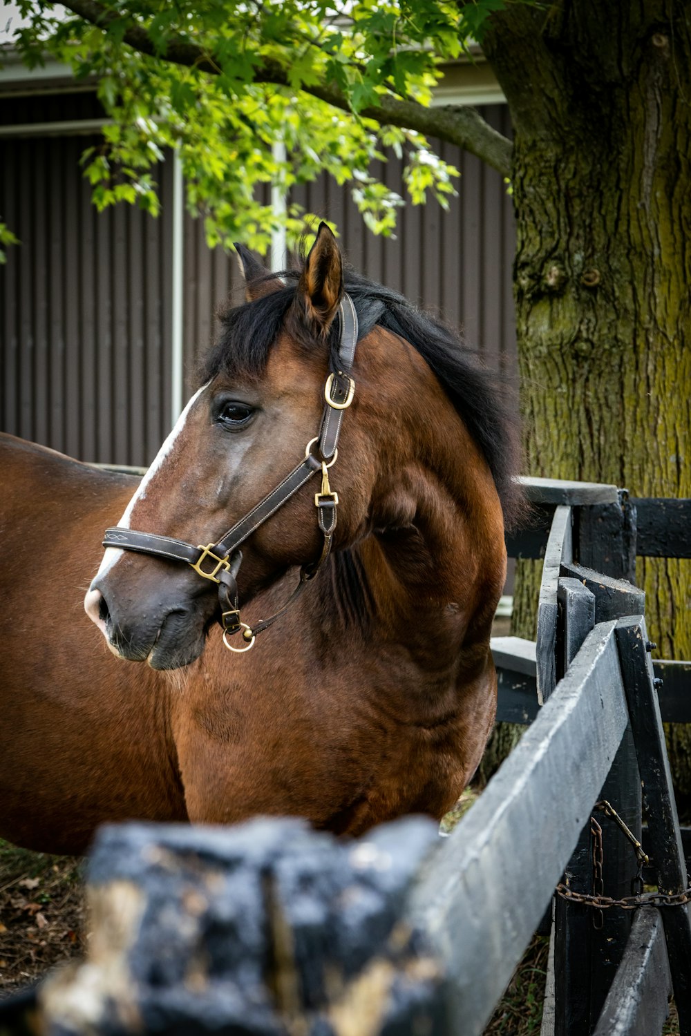 a horse in a fenced in area