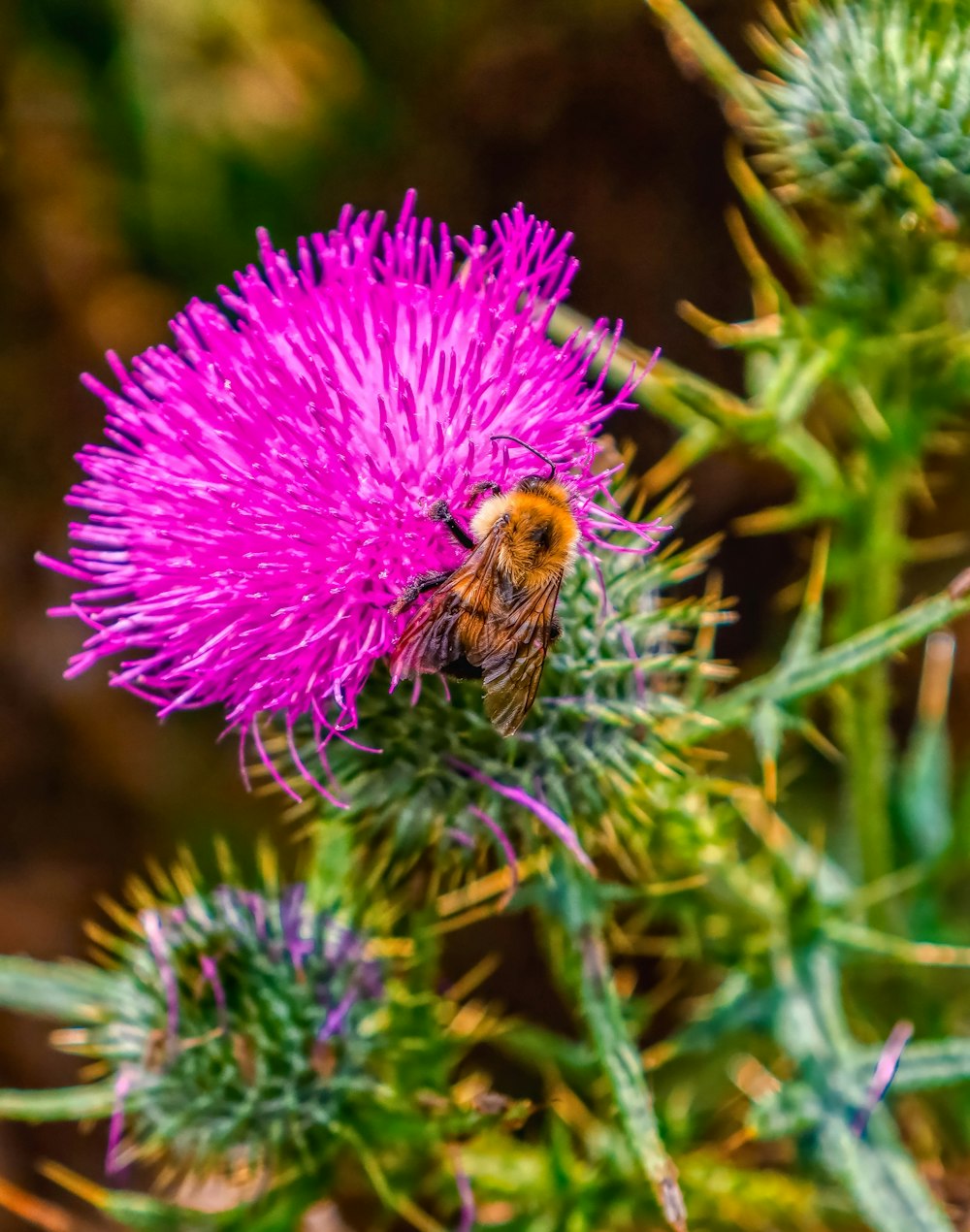 a bee on a flower