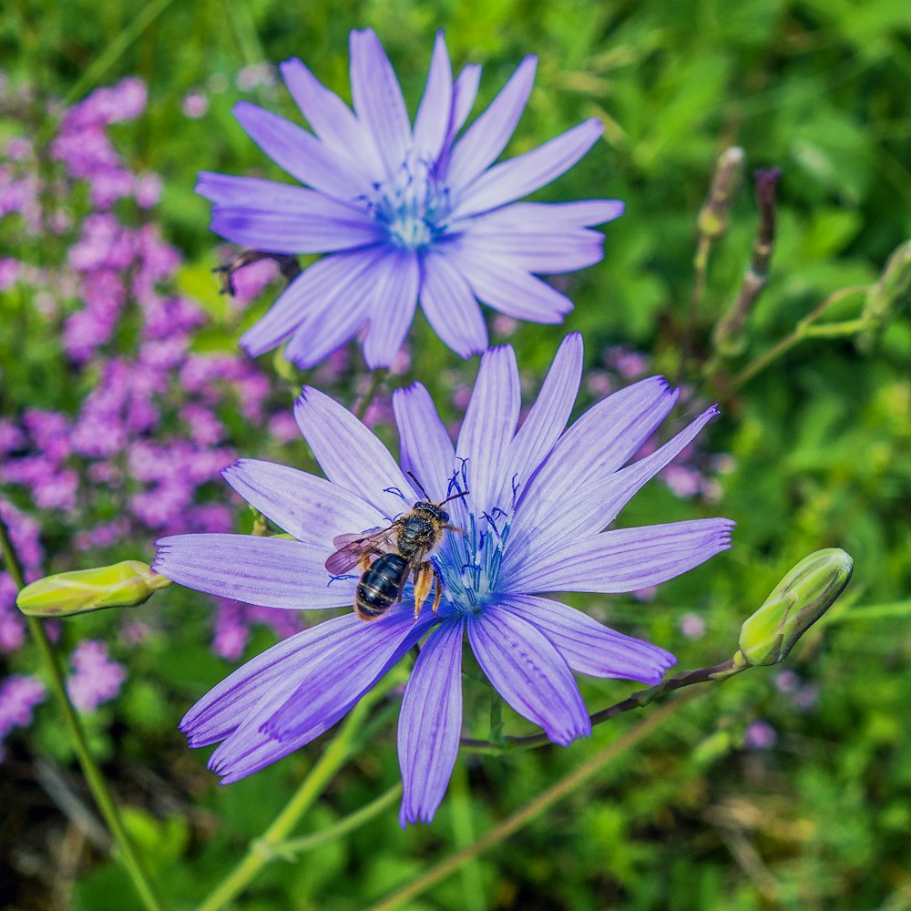 a bee on a flower