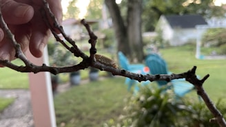 A hand holds a small branch with a caterpillar on it. The background showcases a blurred garden scene with green foliage, a few visible outdoor chairs in aqua blue, and a backyard setting.