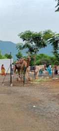 A camel stands near a feeding stand with trees and mountains in the background. People in colorful attire are visible, walking nearby, contributing to a vibrant rural or outdoor market setting.