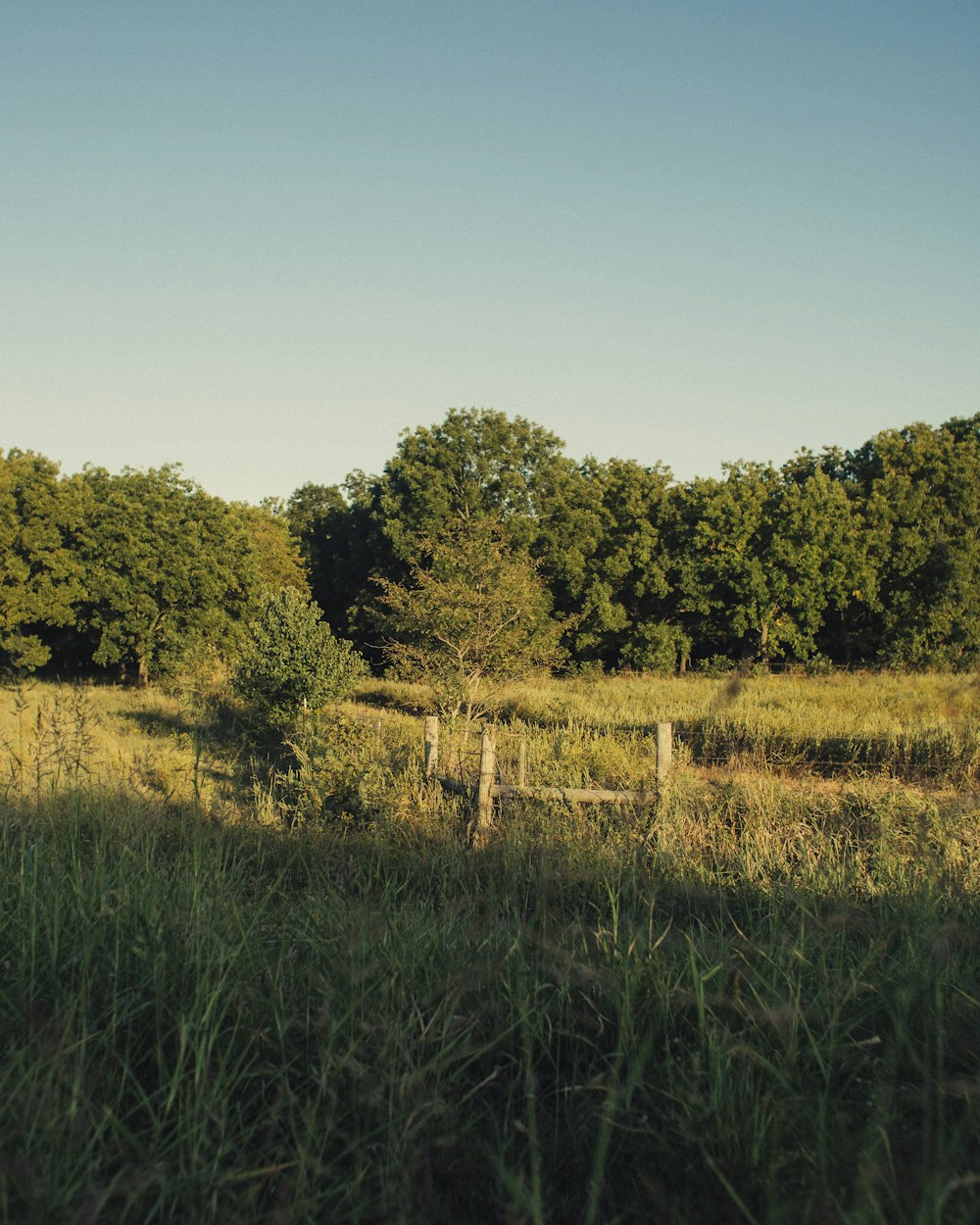 a fence in a field with trees in the background