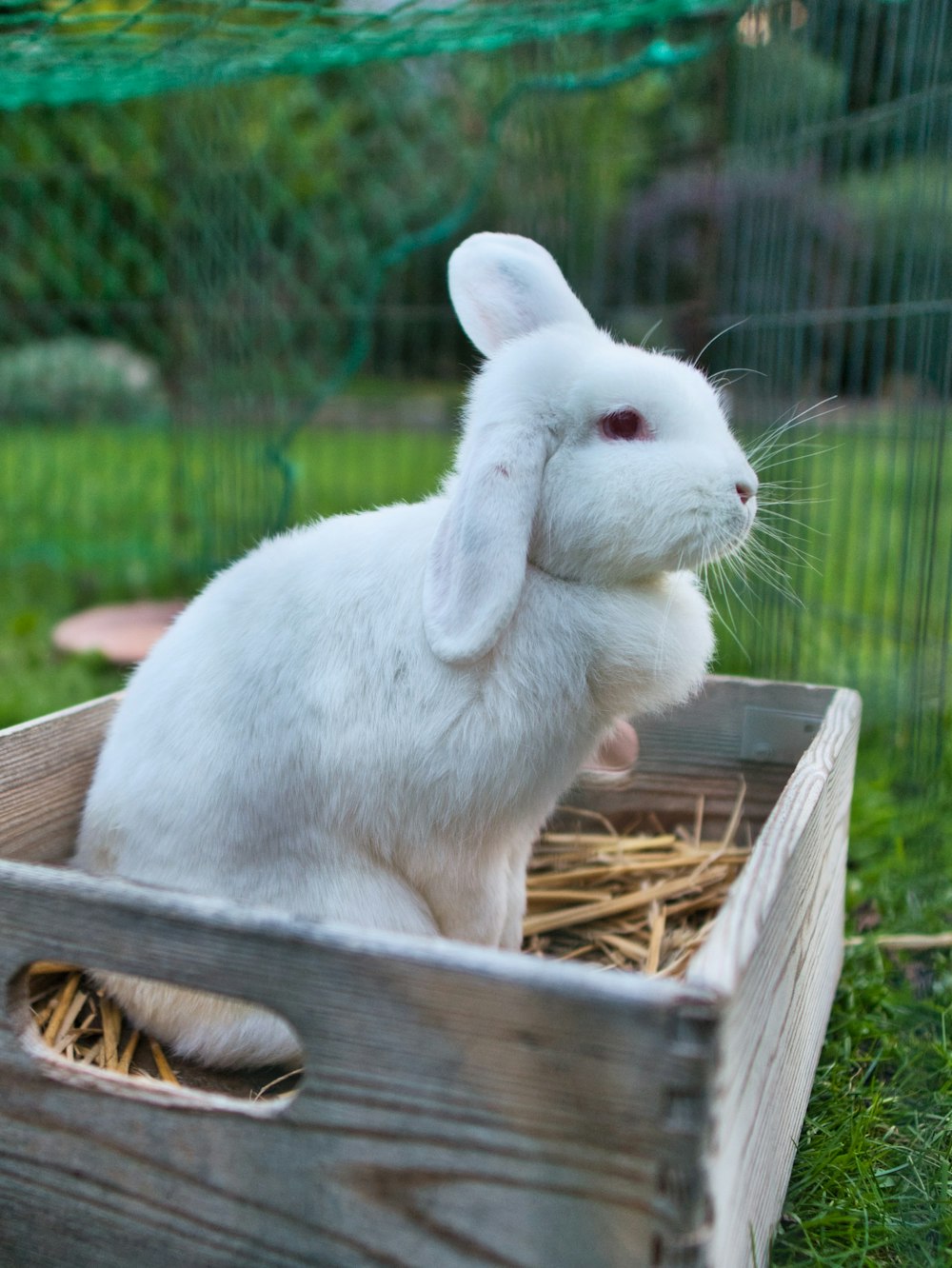 a white rabbit in a wooden box