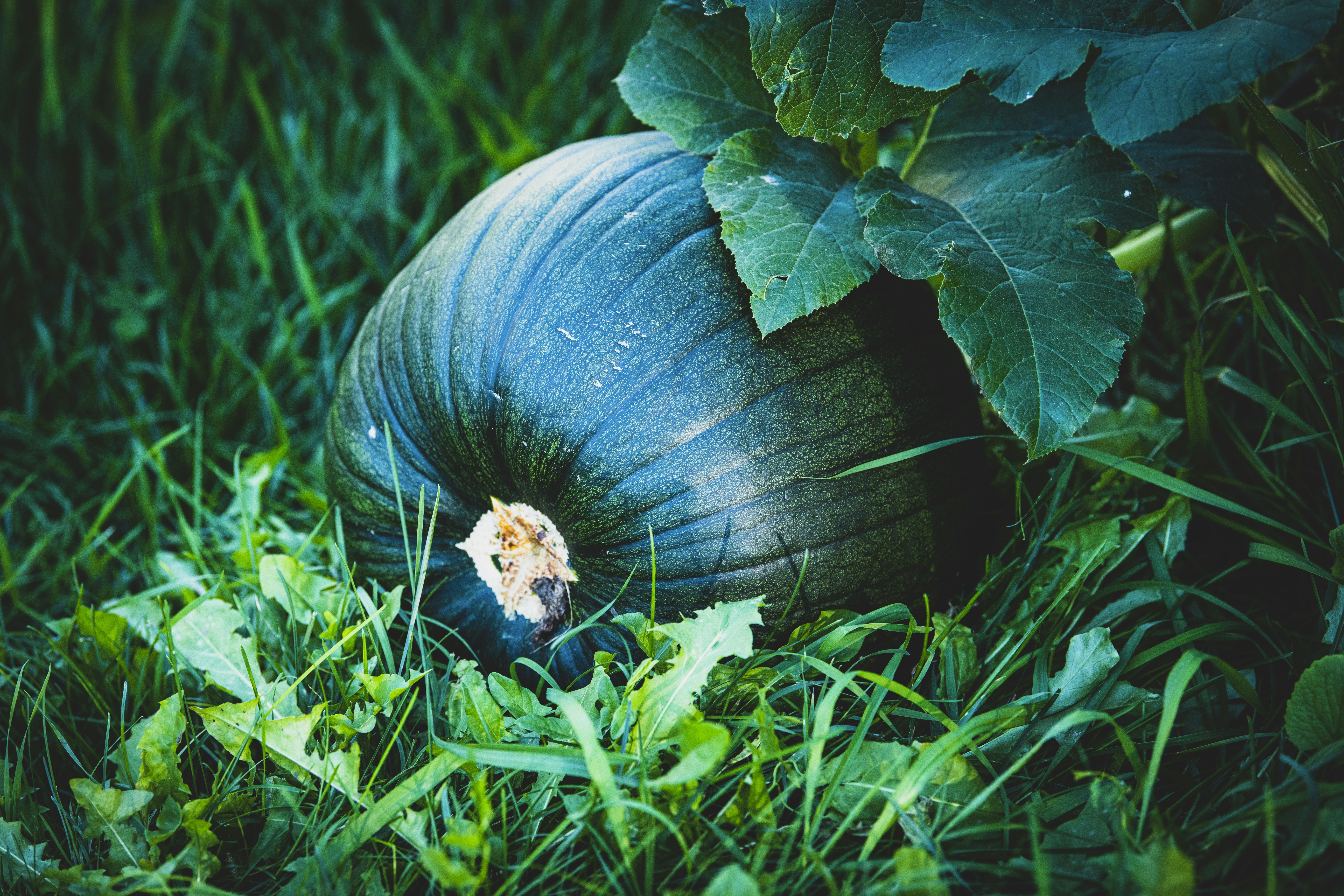 a turtle in the grass