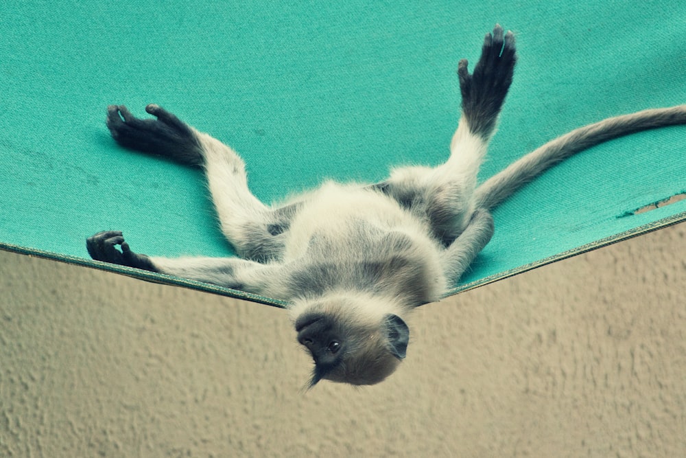 a cat lying on its back