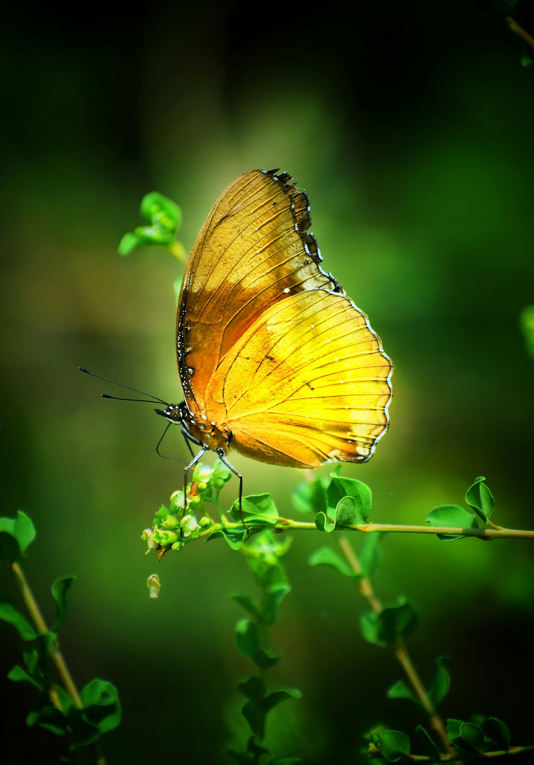 a butterfly on a plant
