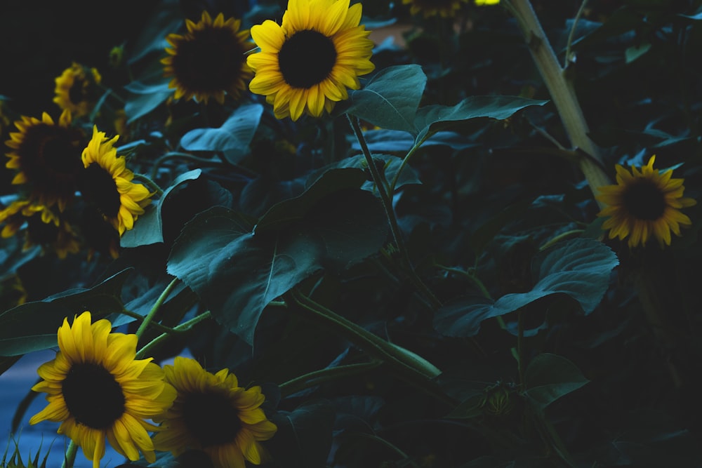 a group of yellow flowers