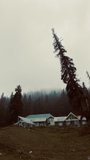 A cozy cabin nestled among tall pine trees with misty Pocono Mountains in the background.