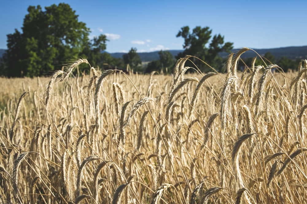 a field of wheat