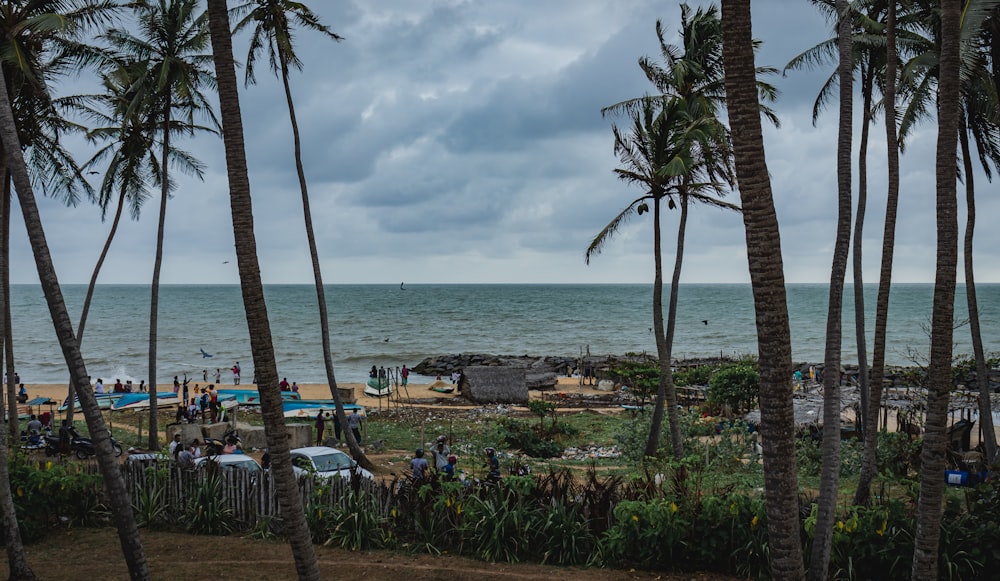 a beach with palm trees and people