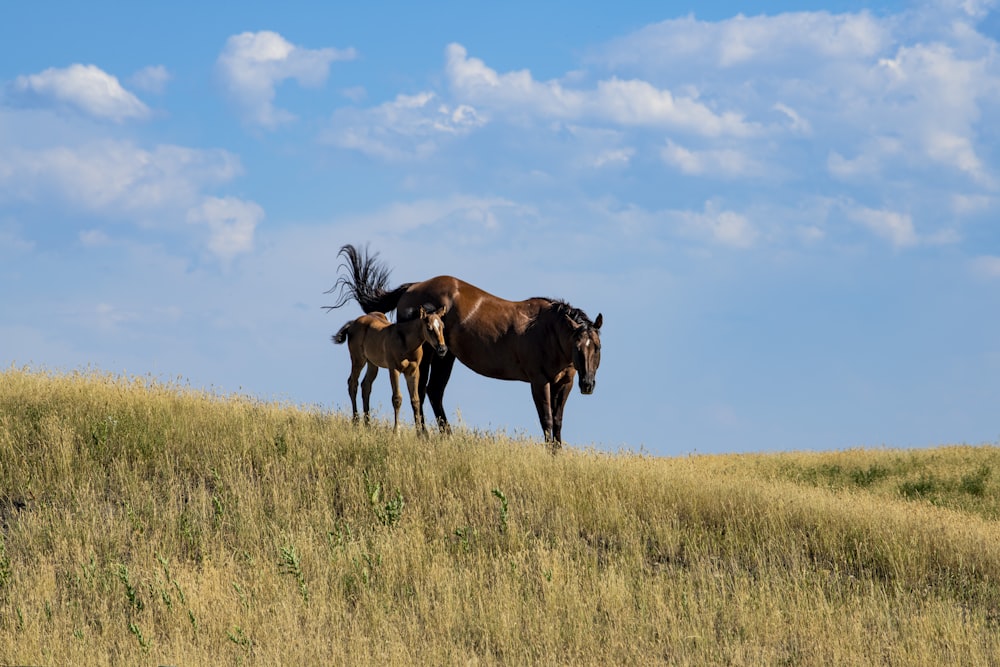 a group of horses in a grassy field