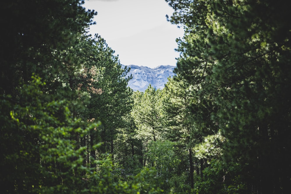 a forest with a mountain in the background