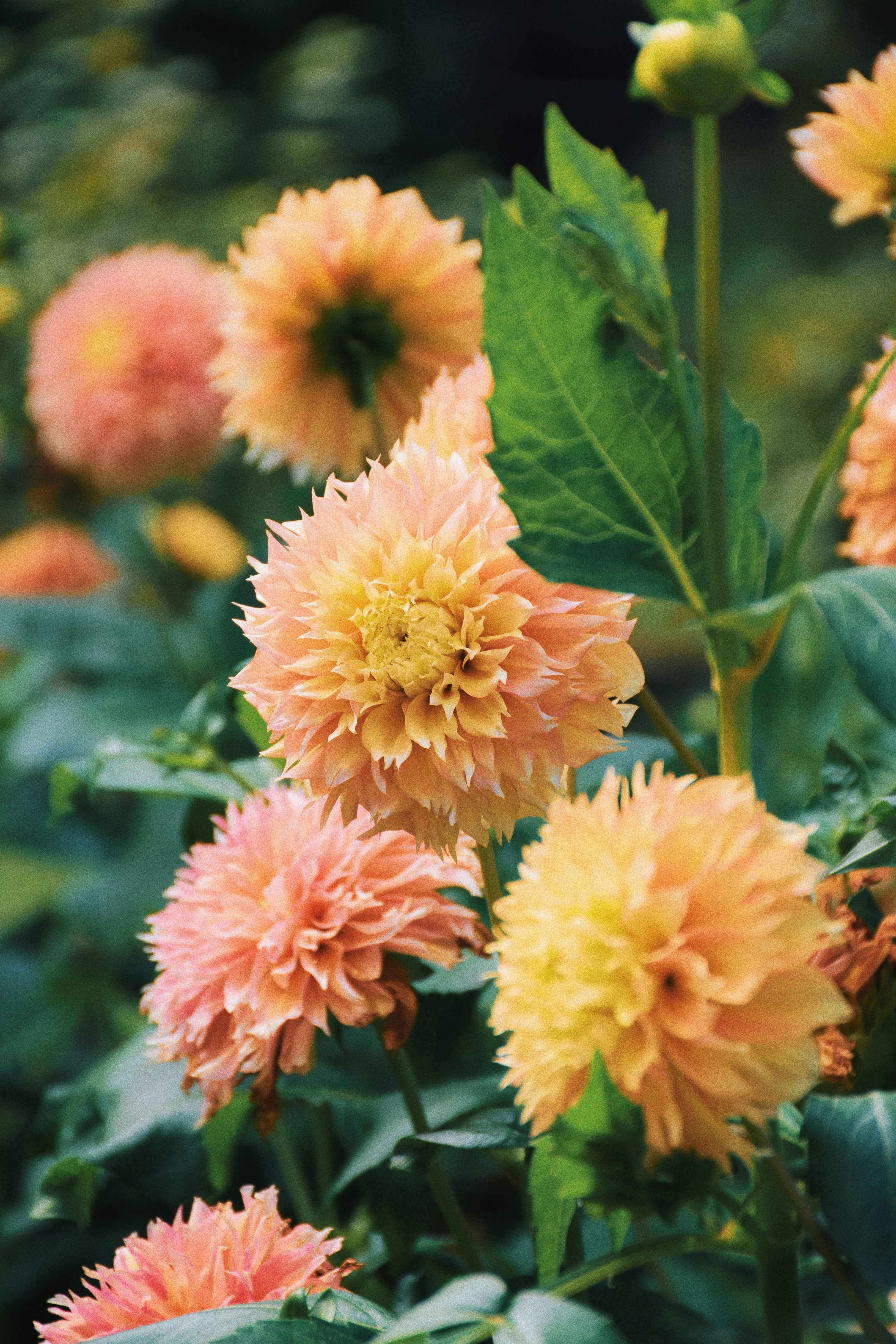 a group of colorful flowers