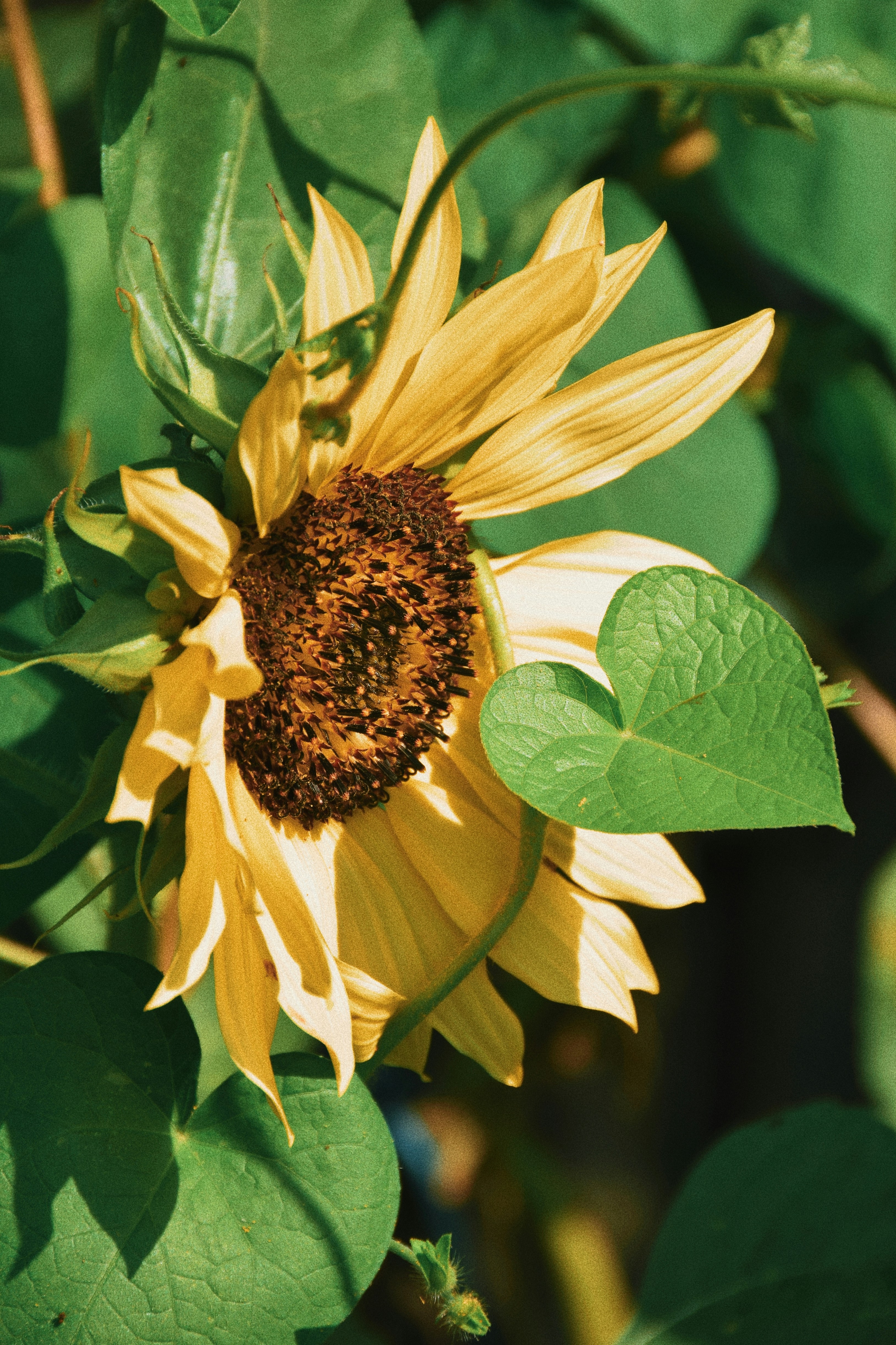 a close up of a flower