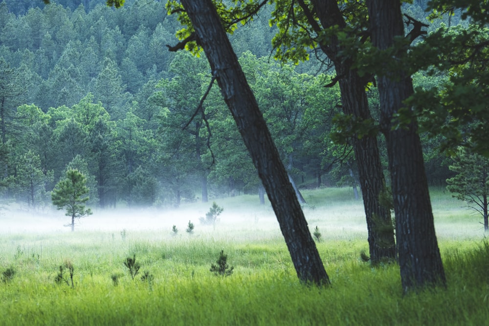 a forest with trees