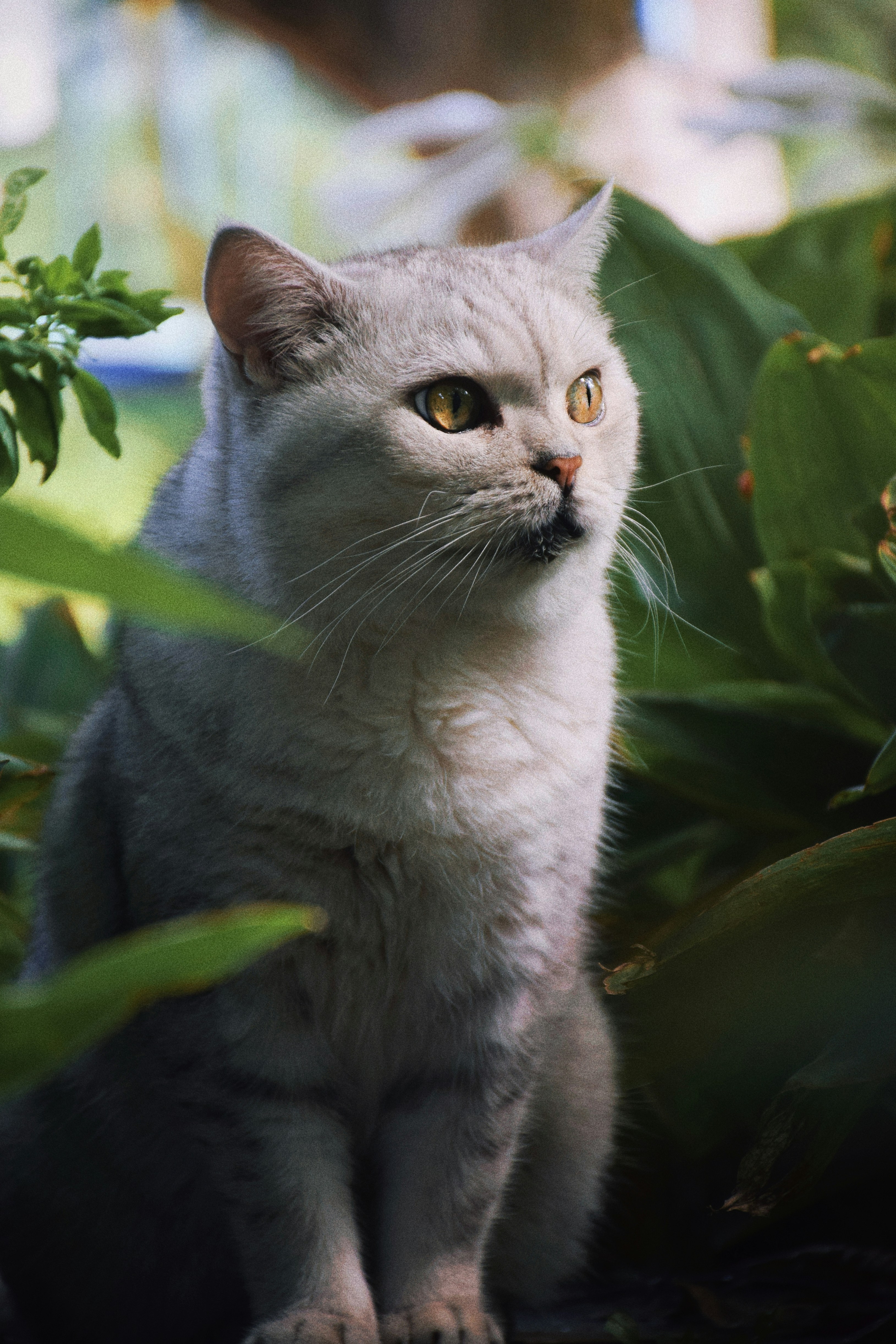 a cat standing in front of a plant