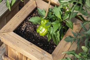 a green pepper on a plant