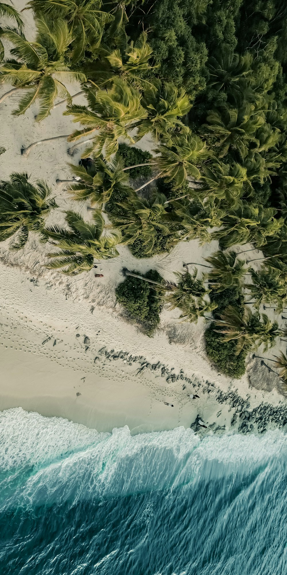 a beach with trees and water