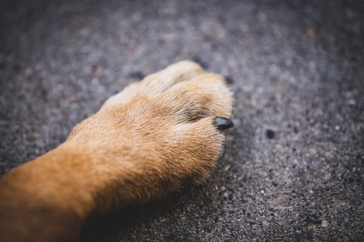 Close-up of a dog's paw and nails — dog nail splitting