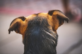 a dog looking up