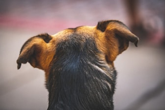 a dog looking up