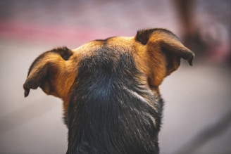 a dog looking up