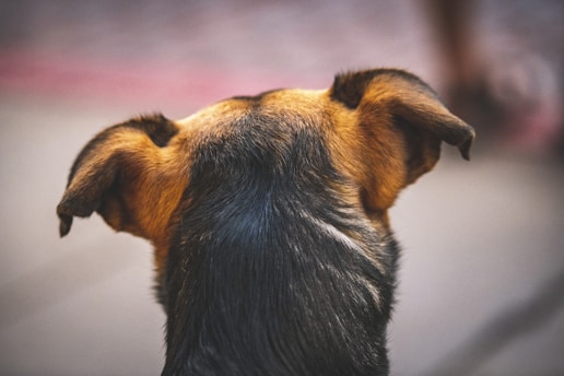 a dog looking up