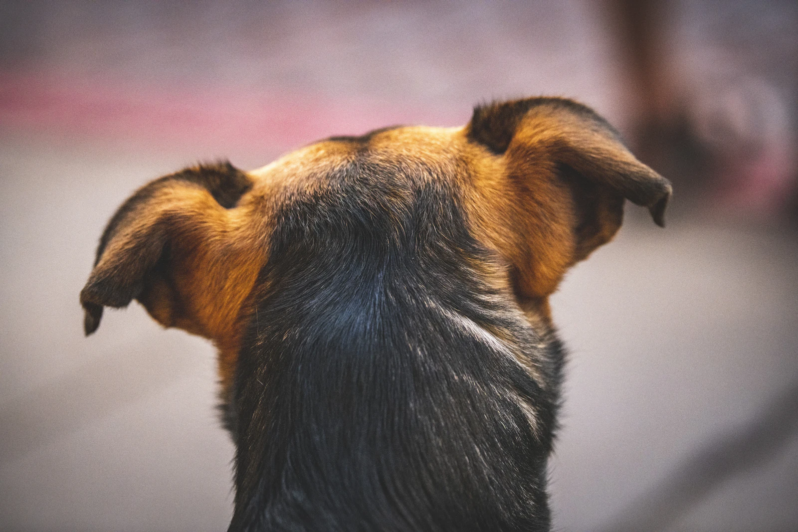 Perro mirando hacia arriba con gesto inseguro