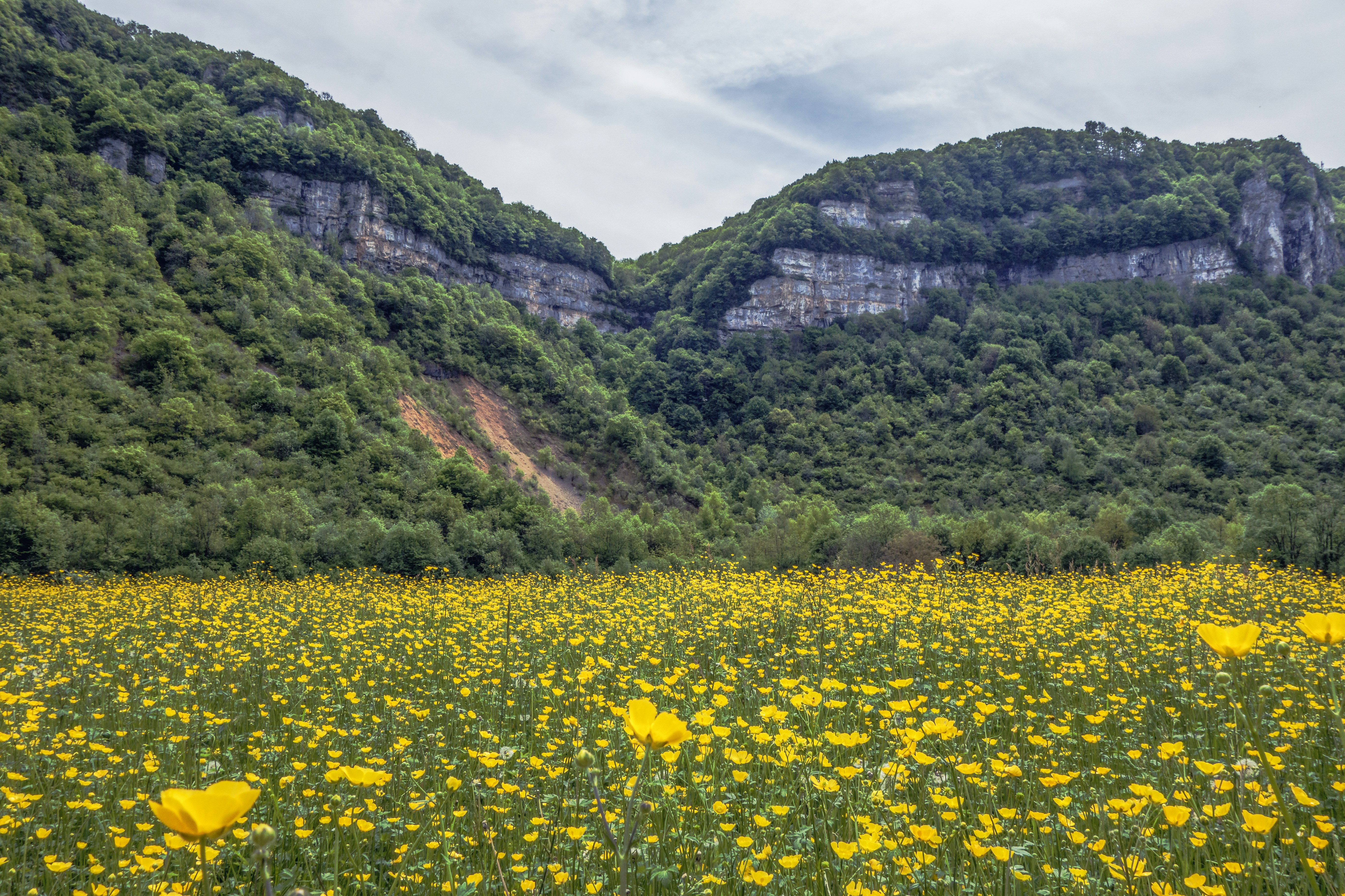 A field of yellow flowers photo – Free Paysage Image on Unsplash
